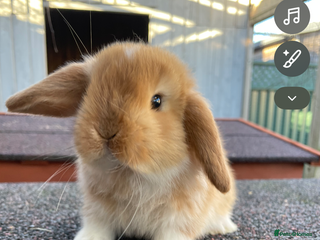 Mini Lop rabbits Beautiful mini lops ready for their forever Home - Advert 2