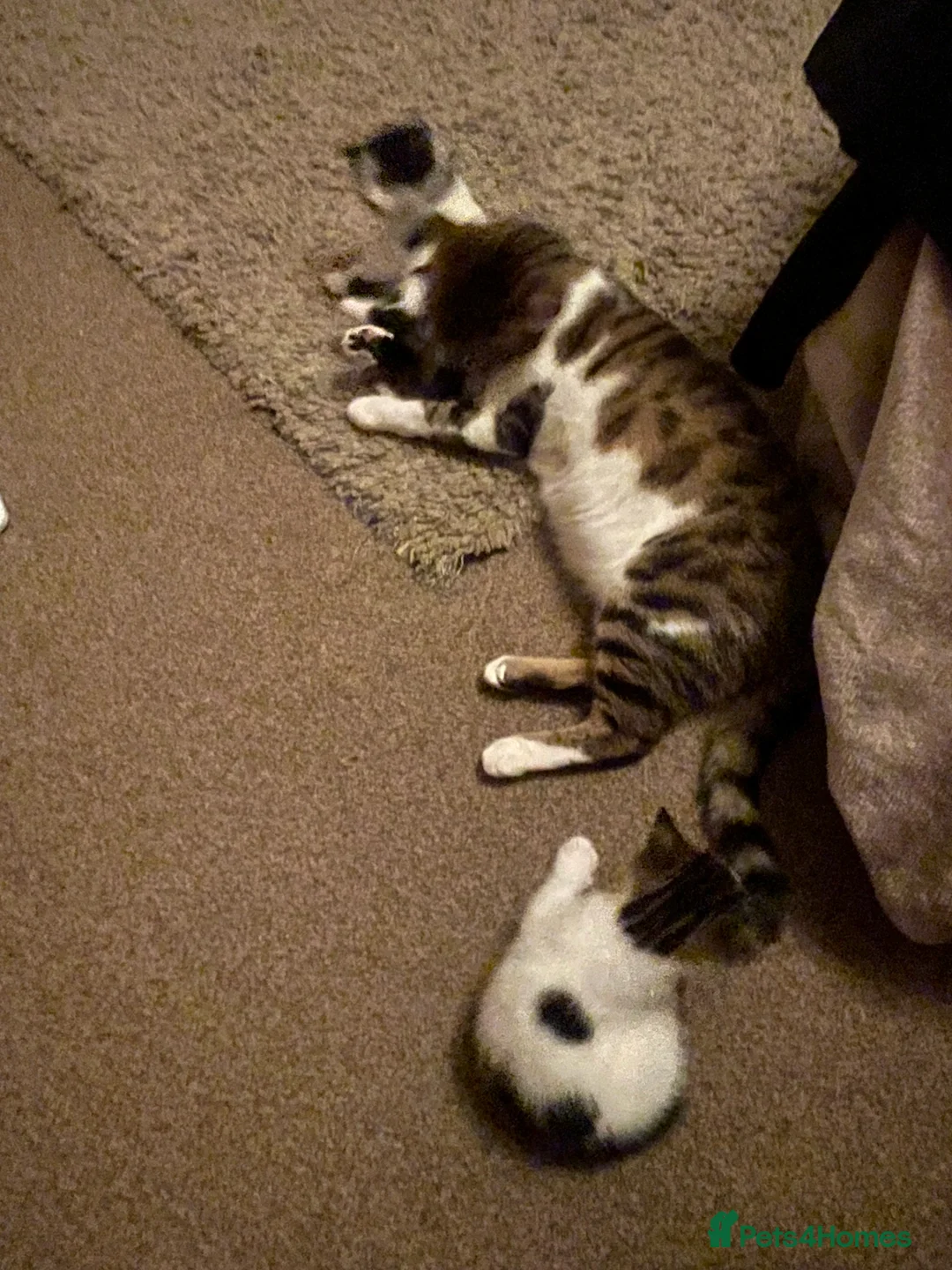 Mixed Breed cats for sale: Two beautiful spotty kittens - Advert 1