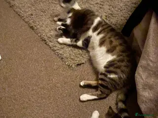 Mixed Breed cats Two beautiful spotty kittens - Advert 1