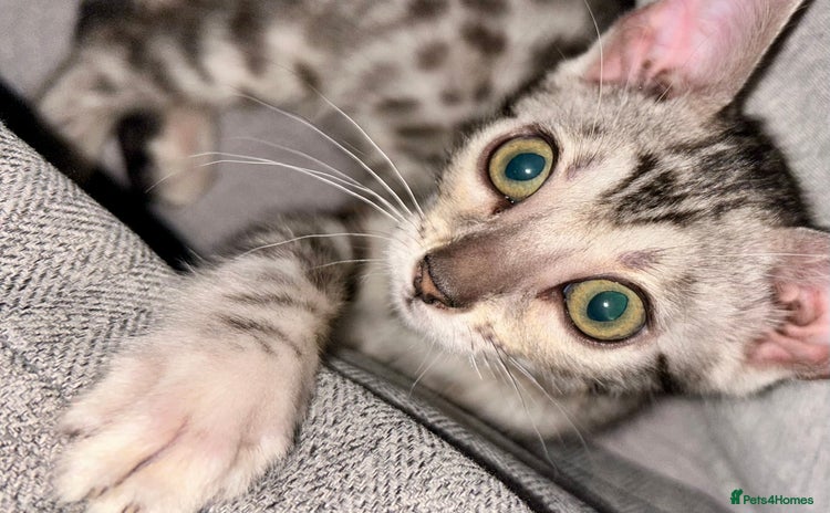 Bengal cats - Advert 11