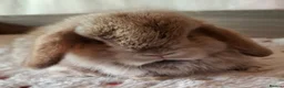 Mini Lop rabbits for sale: Various ages - Advert 16