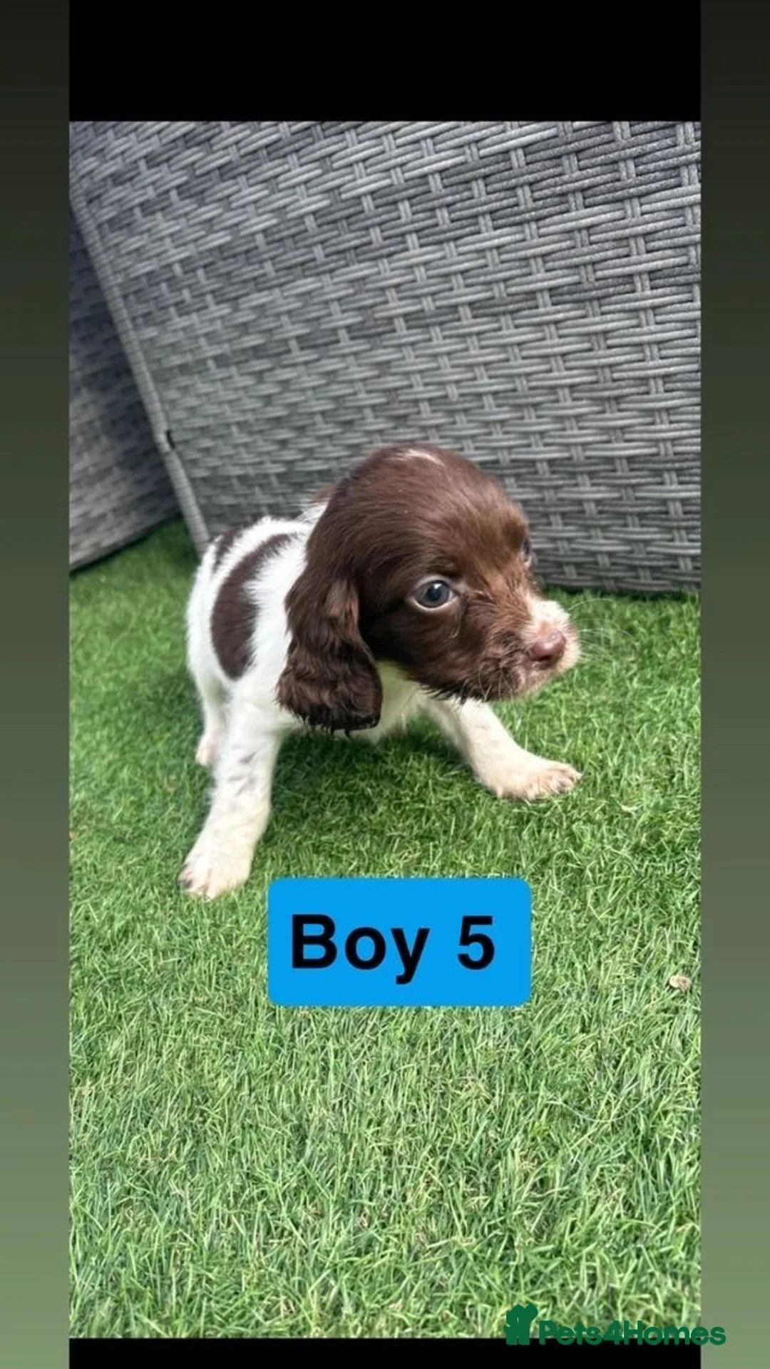 Sprocker dogs for sale: Sprocker puppies  in Llanelli - Advert 2