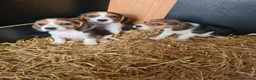 Beagle dogs for sale: 7 Beagle Puppies  in Wakefield - Advert 4