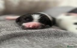 Sprocker dogs for sale: Sprocker puppies  - Image 9