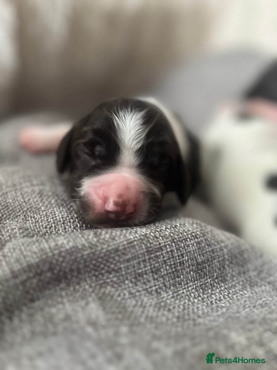 Sprocker dogs for sale: Sprocker puppies  - Image 9