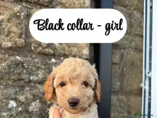 Mixed Breed dogs Ready to leave NOW! 5 Miniature/toy poodle💙 - Advert 5