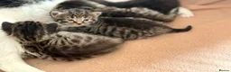 Mixed Breed cats for sale: 4 Beautiful kittens very fluffy 🔥 - Advert 4