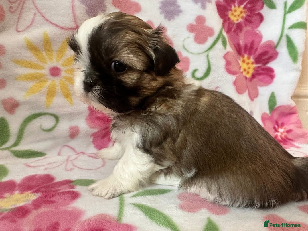 Shih Tzu dogs for sale:  Two Tri colour Parti Shih Tzu Girls. - Image 3