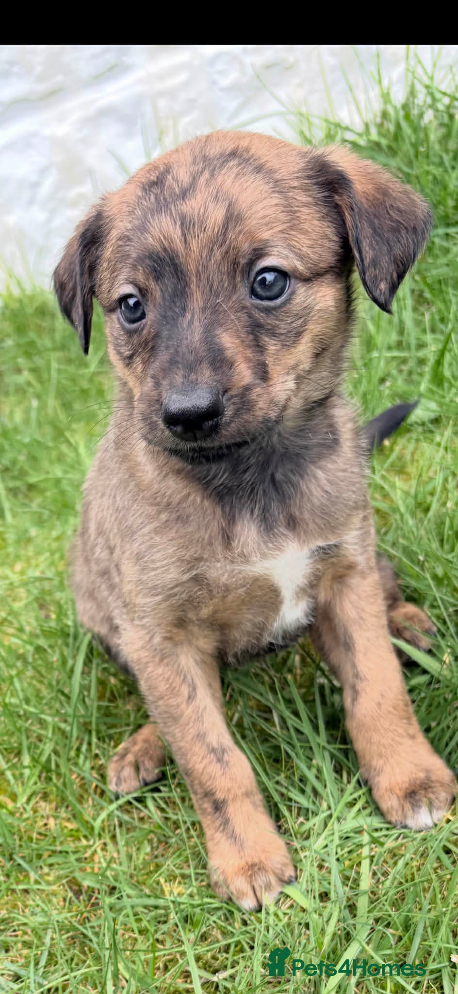 Whippet dogs Whippet  - Advert 14