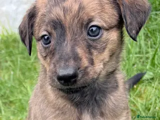 Whippet dogs Whippet - Advert 14