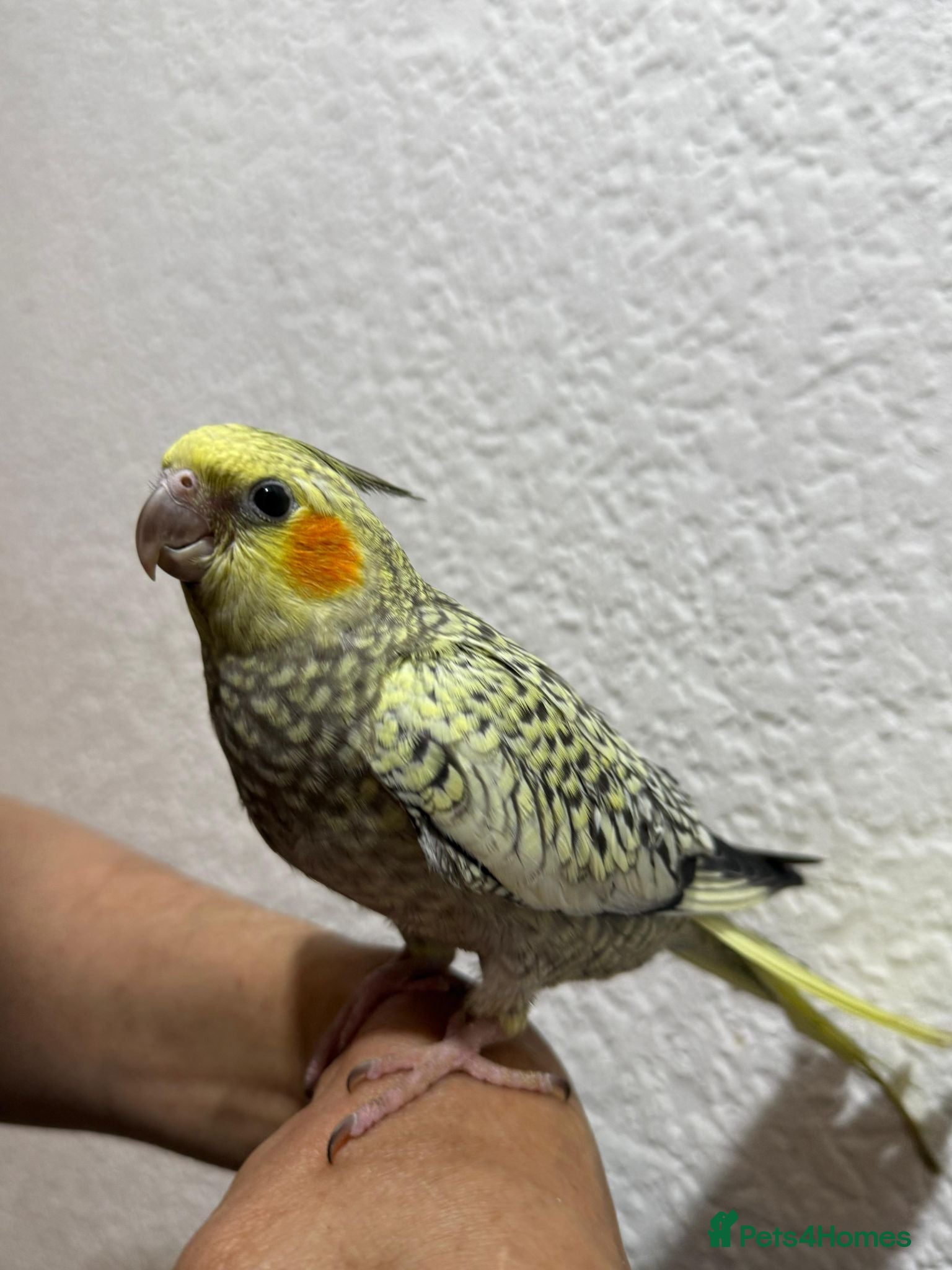 Cockatiels birds Maggie  - Advert 6