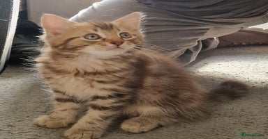 Maine Coon cats - Advert 8