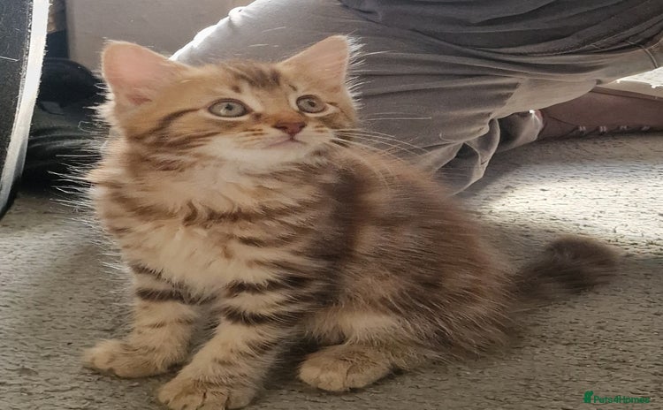 Maine Coon cats - Advert 11