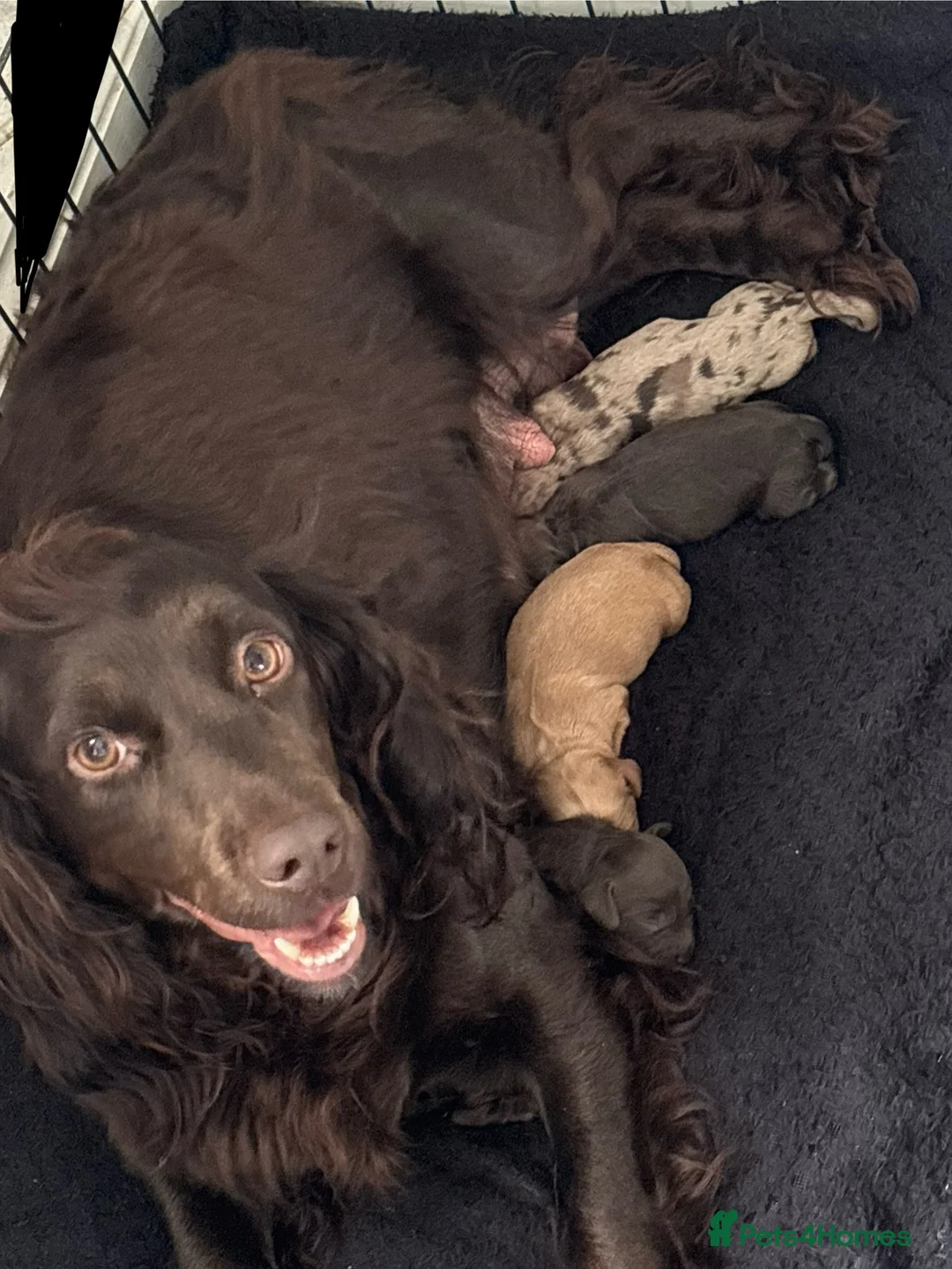 Cockapoo dogs for sale: F1 cockapoos  - Advert 1