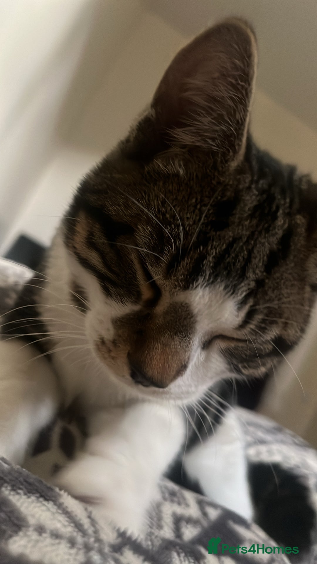 Mixed Breed cats for sale: Make cat - Advert 1