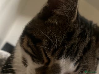 Mixed Breed cats Make cat - Advert 16