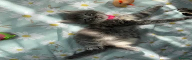 Ragdoll 4