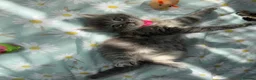 Ragdoll cats for sale: Adorable Ragdoll x Bombay Kittens  - Advert 3