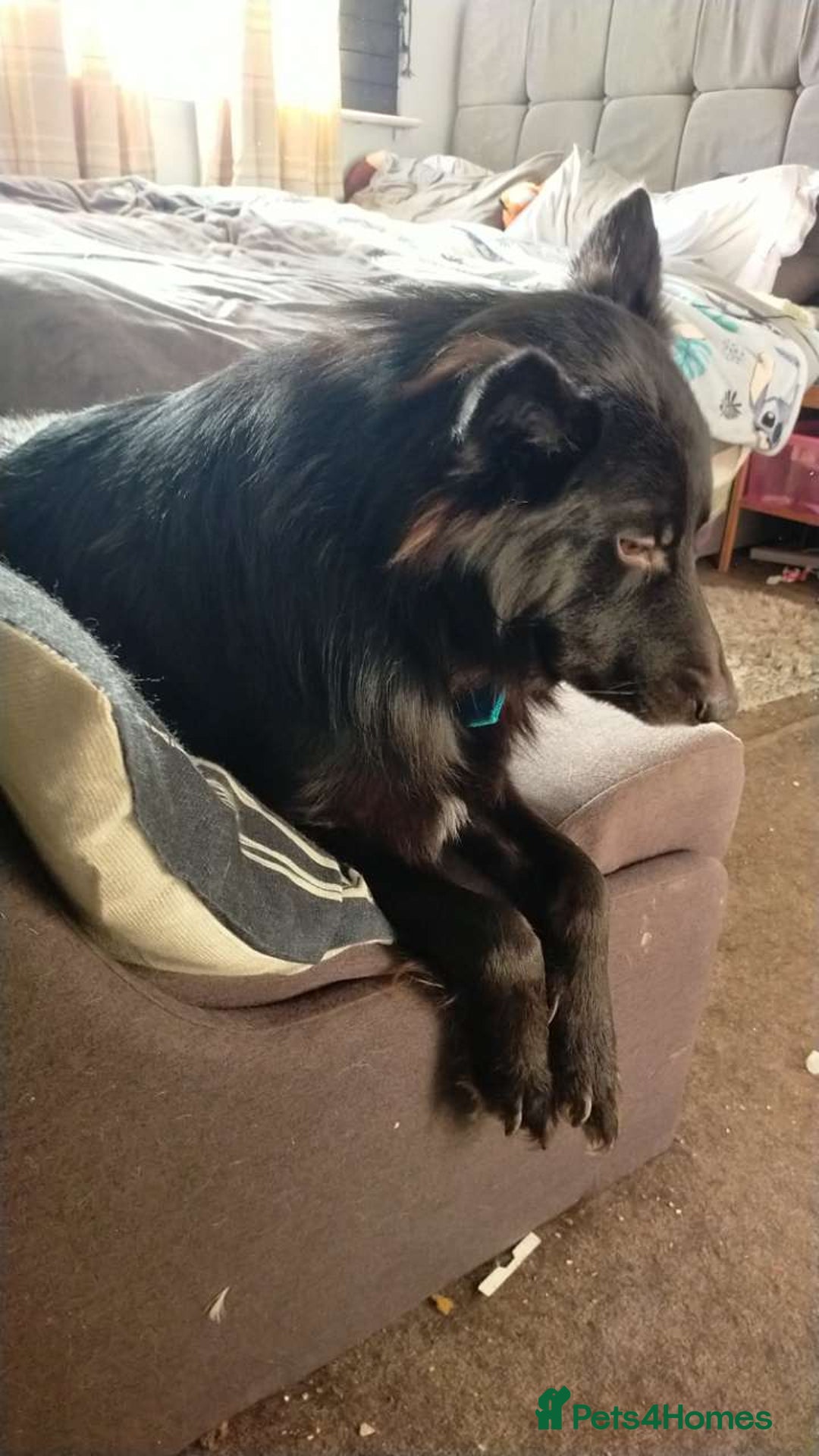 Mixed Breed dogs for sale: Beautiful male buster  - Advert 3