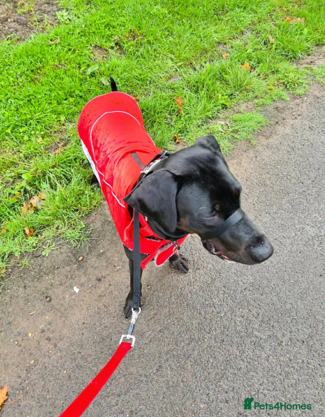 Mixed Breed dogs for sale: Lab X Dobermann for sale  - Advert 6