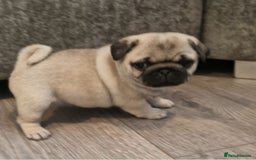 Pug dogs for sale: Perfect pug pups - Image 16