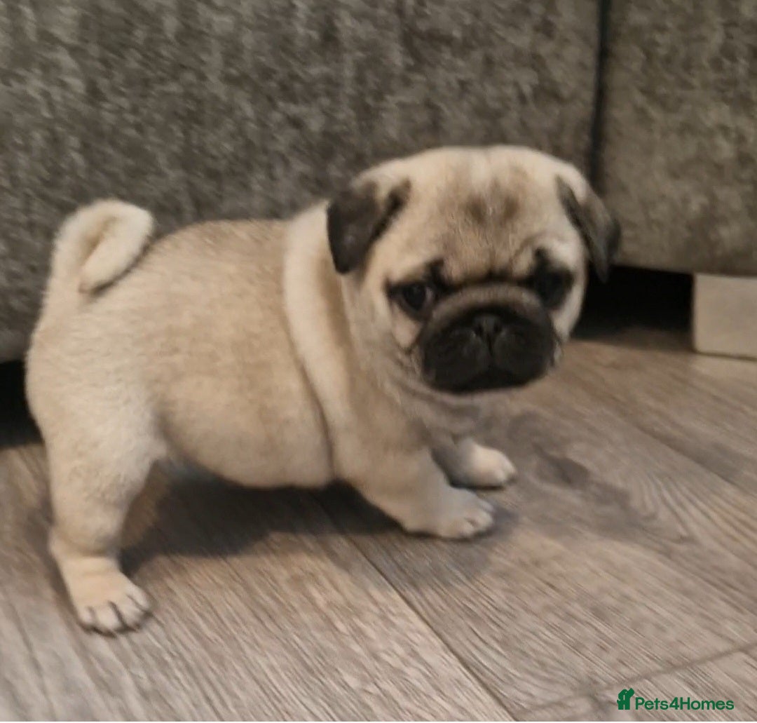 Pug dogs for sale: Perfect pug pups - Image 16