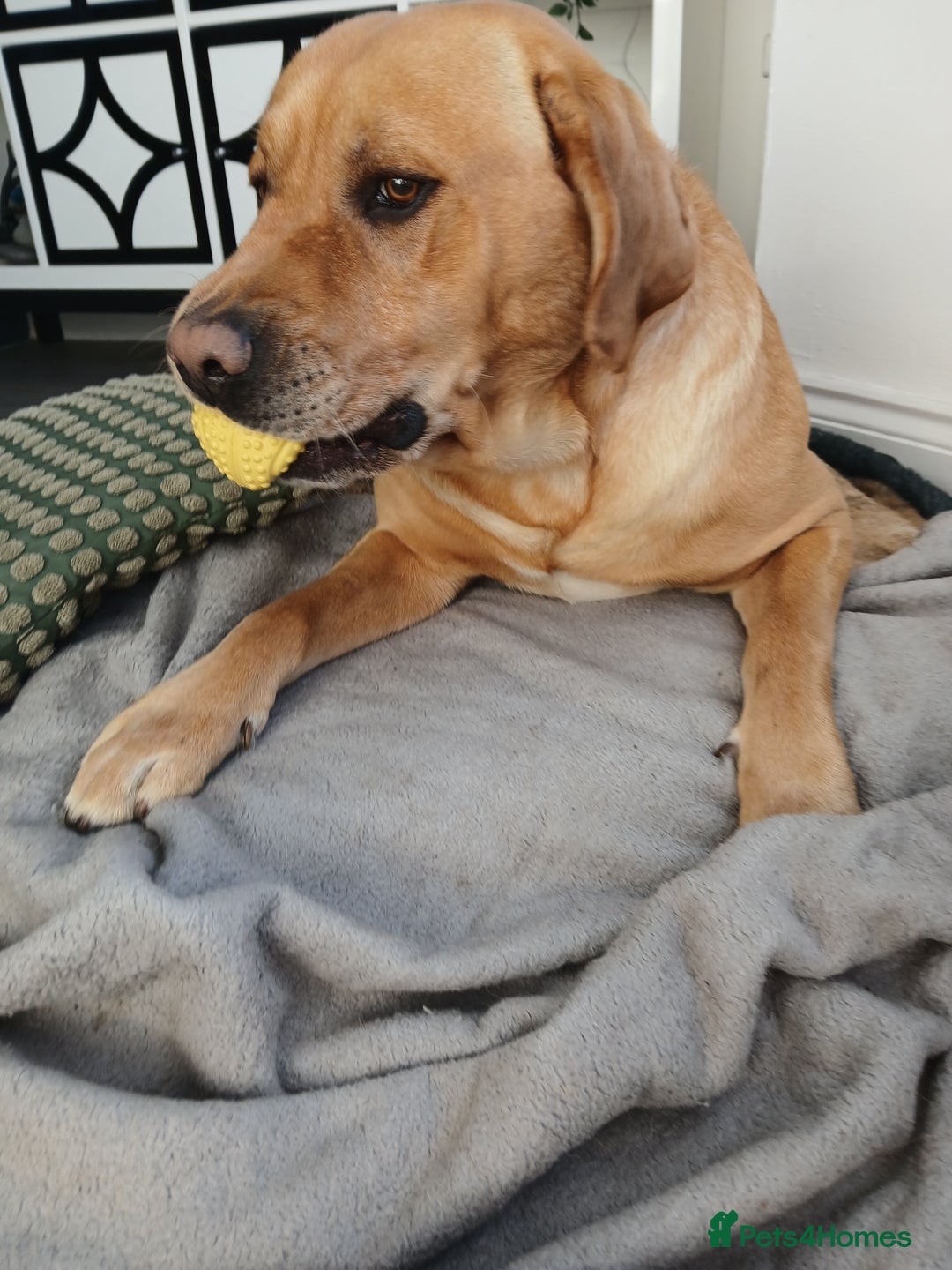 Golden Retriever dogs for stud: Male dog for stud - Advert 4