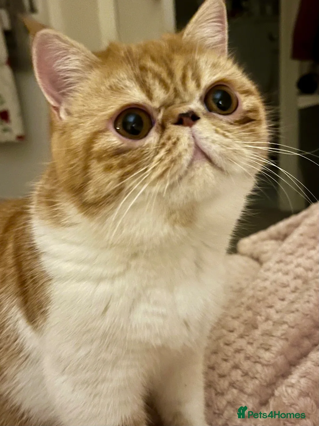 Exotic cats for sale: GCCF ACTIVE RETIRED QUEEN - Advert 4