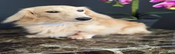 Miniature Dachshund dogs for stud: Cream Miniature Stud  - Advert 7