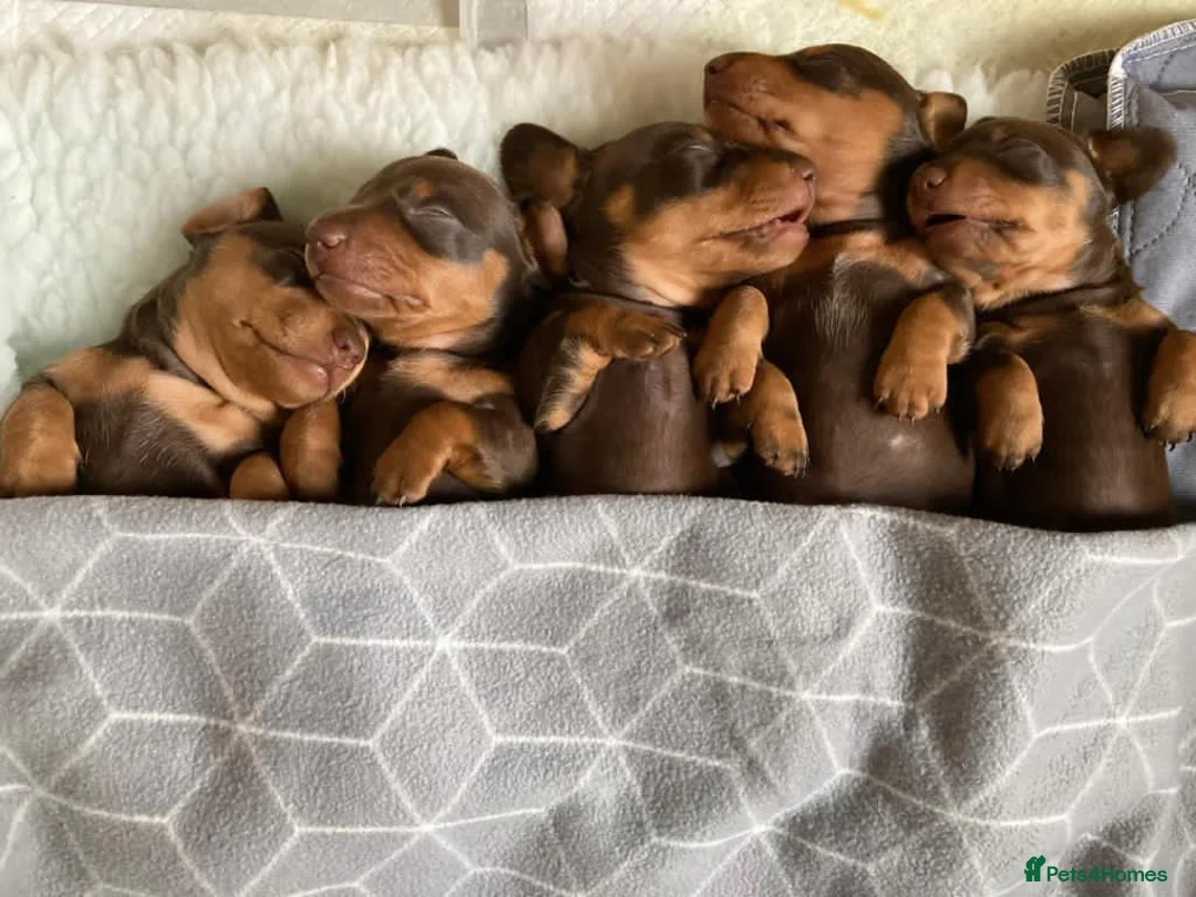Dachshund dogs for stud: 4kg KC tiny expert Stud Oldham 100% successrecord  in Rochdale - Advert 12