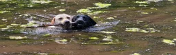 Labrador Retriever dogs for stud: KC 0/0 Hips/ Elbows, Health tested Labrador  - Advert 2