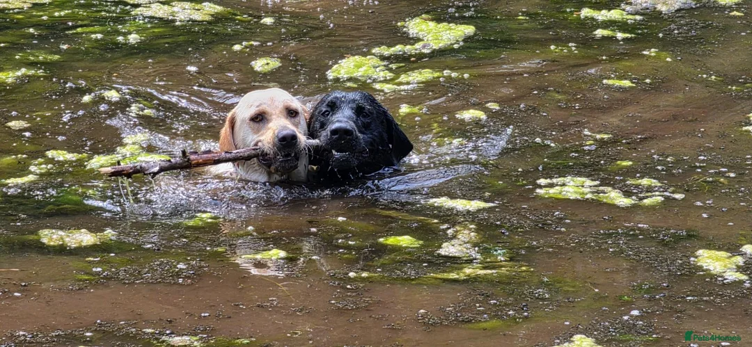 Labrador Retriever dogs for stud: KC 0/0 Hips/ Elbows, Health tested Labrador  - Advert 2