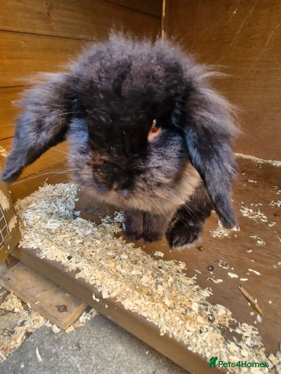 English Lop rabbits for sale: Boy bunny looking for new home  - Advert 1