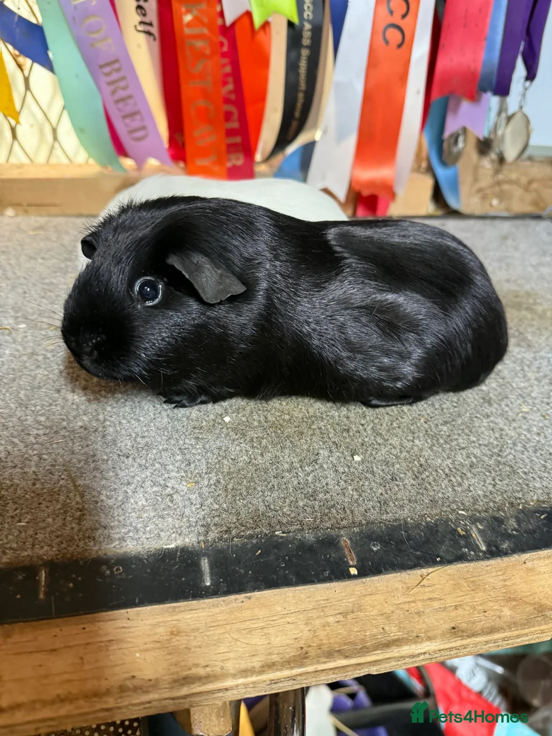 Guinea Pig rodents for sale: 2 x bonded baby boys  - Advert 4
