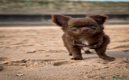 Chihuahua dogs for sale: KC reg LC choc boy - health tested parents  - Image 6