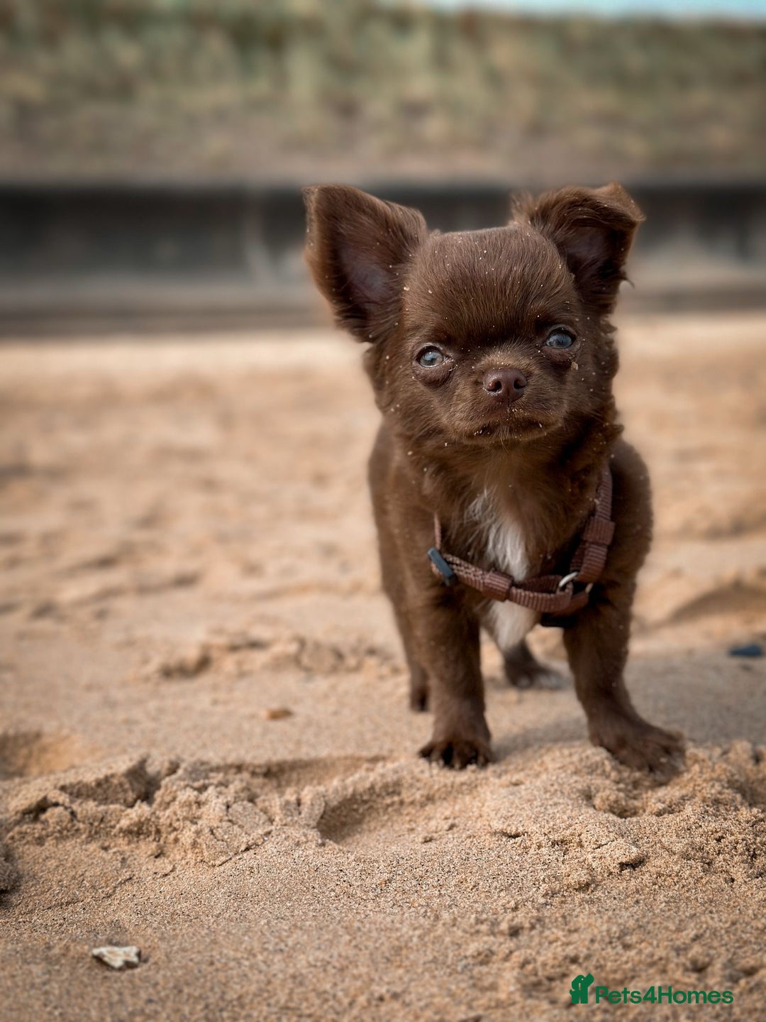 Chihuahua dogs for sale: KC reg LC choc boy - health tested parents  - Image 6