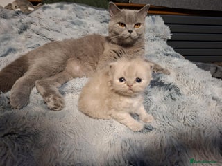 British Shorthair cats - Advert 2