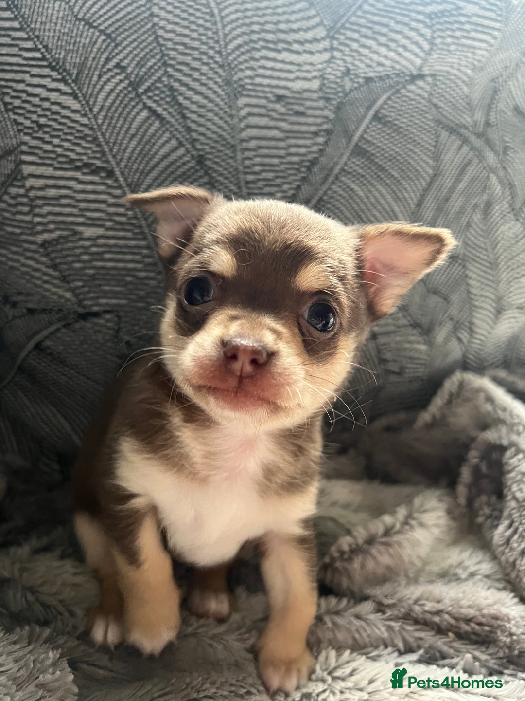 Chihuahua dogs for sale: Chocolate & tan female - Advert 4
