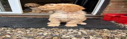 Australian Labradoodle dogs for sale: Last 2 Adorable Australian Labradoodles - Advert 25
