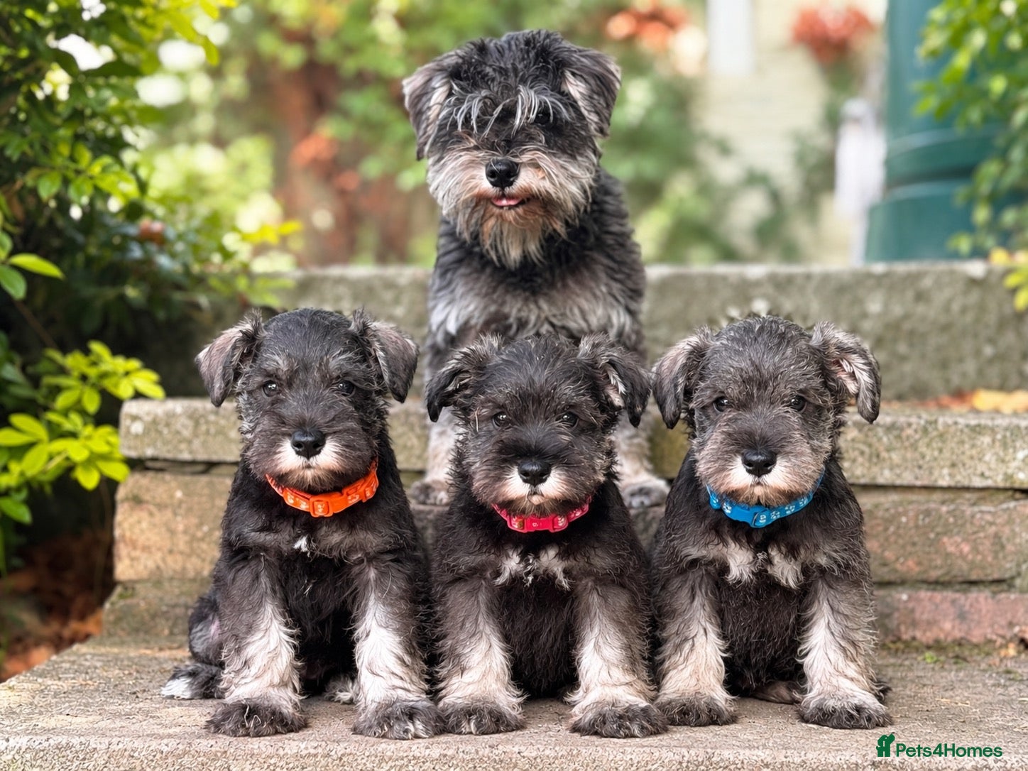 Miniature Schnauzer dogs Stunning kc reg miniature schnauzers  - Advert 1