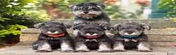 Miniature Schnauzer dogs for sale: Stunning kc reg miniature schnauzers  - Advert 1