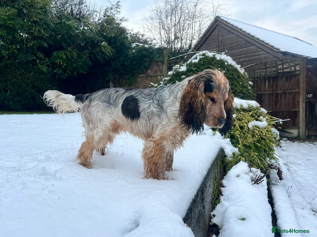 Cocker Spaniel dogs for stud: RARE Blue Roan Sable Stud show cocker spaniel in Derby - Advert 6