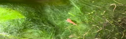 Shrimps fish for sale: Cherry Shrimp for Sale £1 each - Advert 2