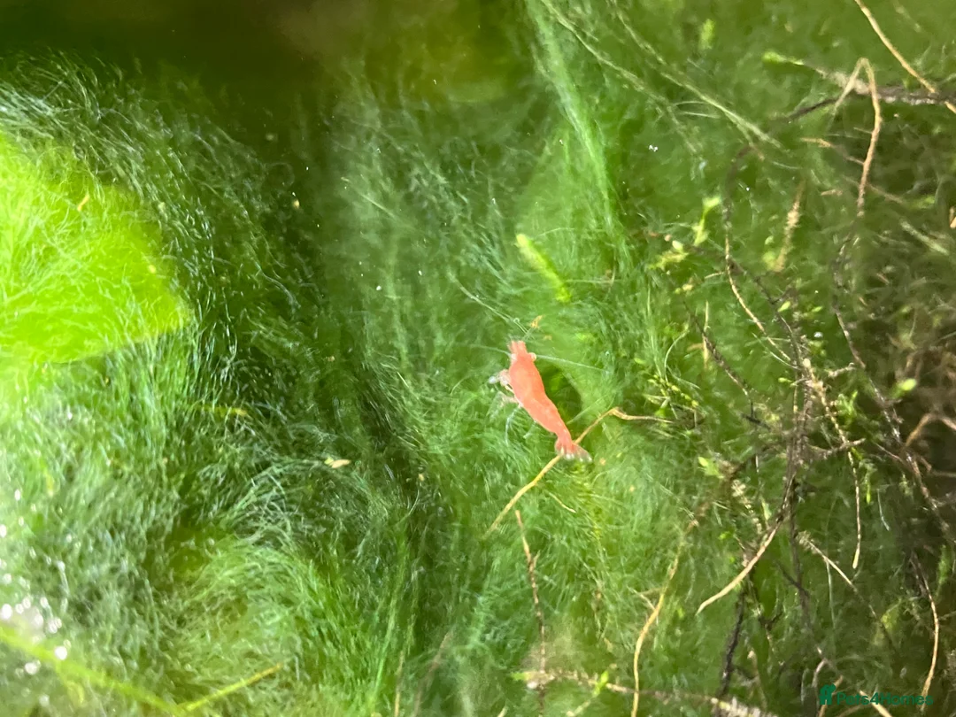 Shrimps fish for sale: Cherry Shrimp for Sale £1 each - Advert 2