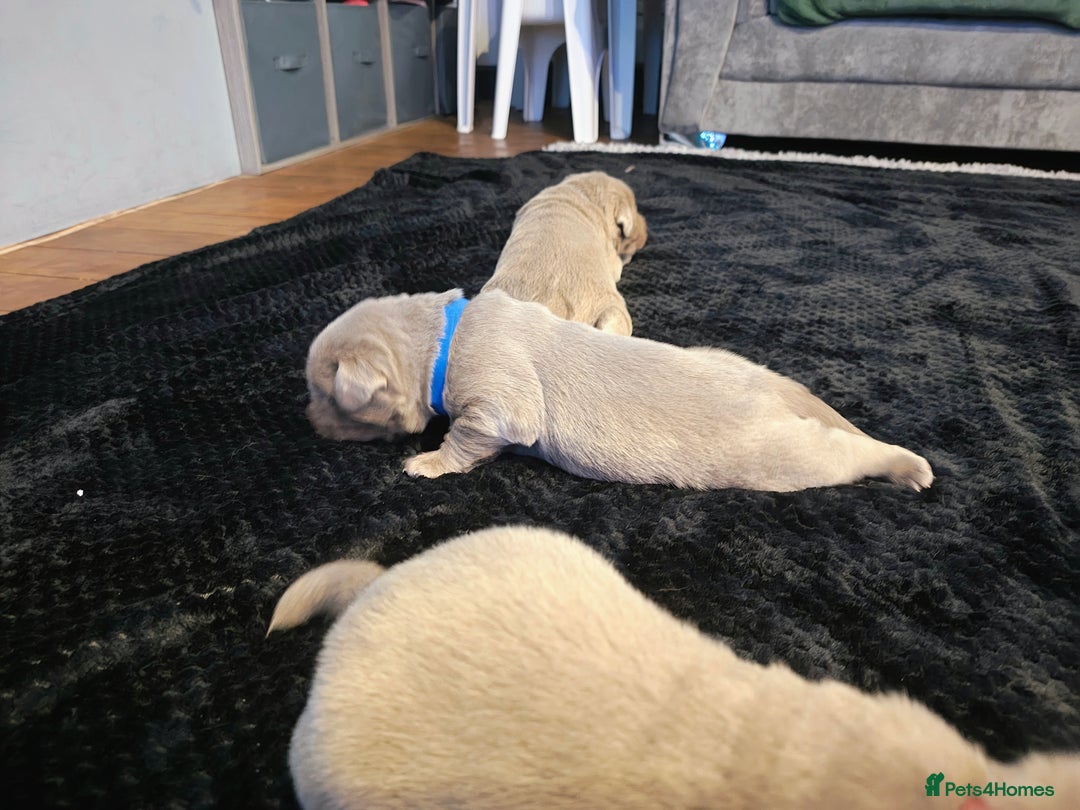 Labrador Retriever dogs for sale: Silver Labrador puppies  - Advert 11