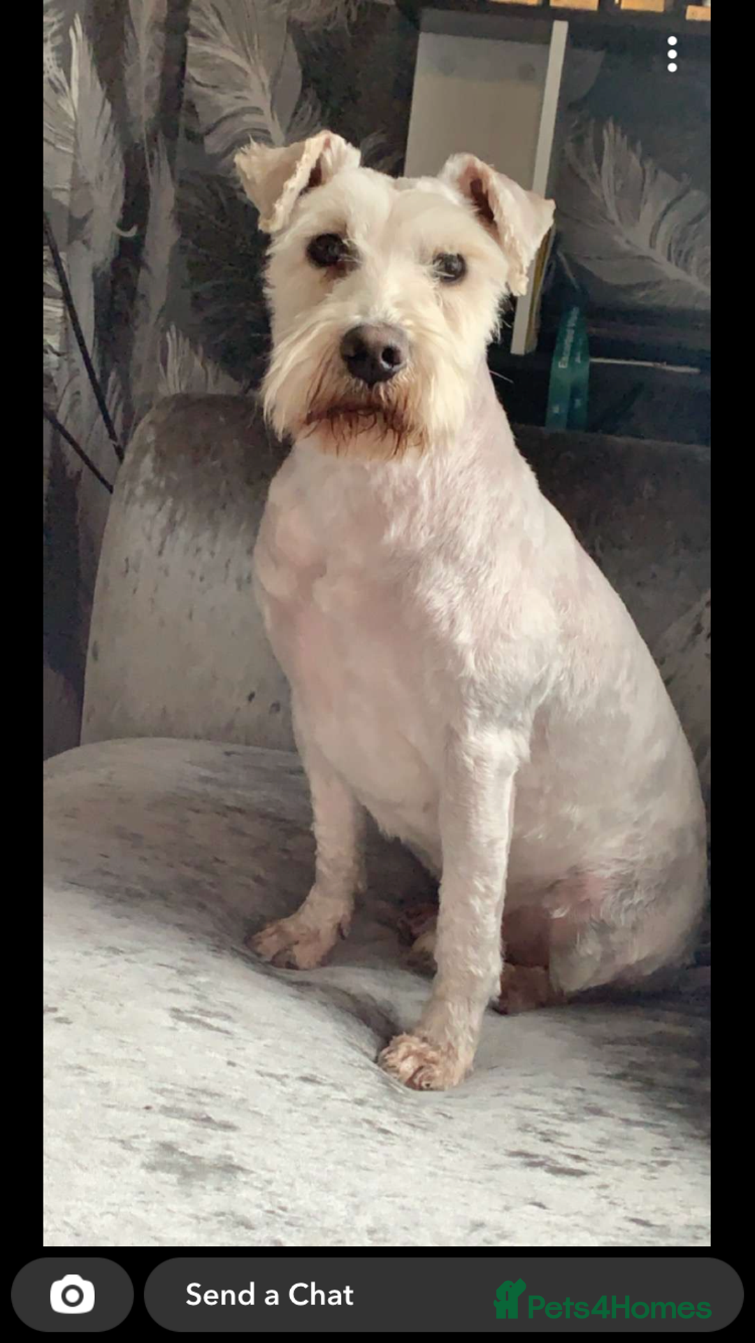 Miniature Schnauzer dogs for sale: Miniature Schnauzer Puppies - Image 12