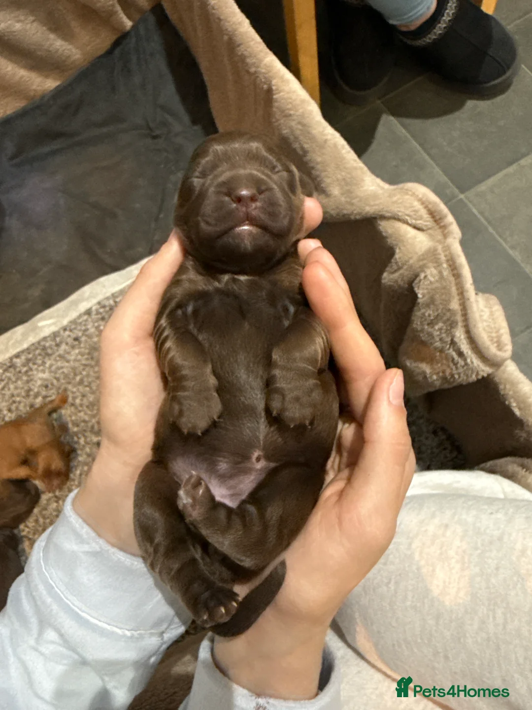 Cocker Spaniel dogs for sale: Gorgeous working cocker spaniel puppies  - Advert 2