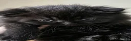 Scottish Fold cats for sale: Beautiful Scottish fold kittens readyto leave - Advert 4