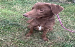 Mixed Breed dogs for adoption: Max * Labrador x Sprollie *240781 - Image 2