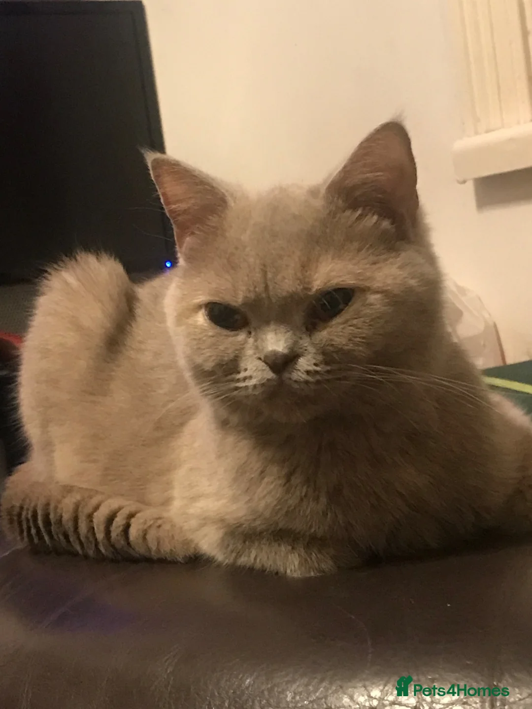 Mixed Breed cats for sale: Brush shorthair mum and Persian dad - Advert 2